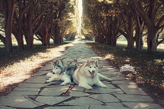 Family Pet Sessions